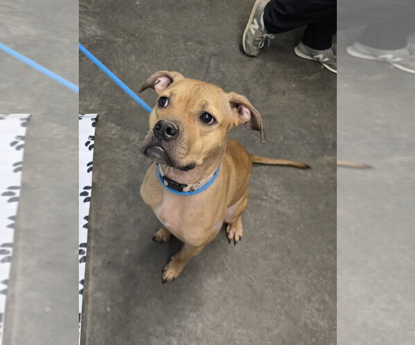 Medium Photo #1 Mutt Puppy For Sale in Evansville, IN, USA