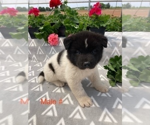 Akita Puppy for sale in LANCASTER, PA, USA