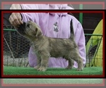 Puppy 4 Cairn Terrier
