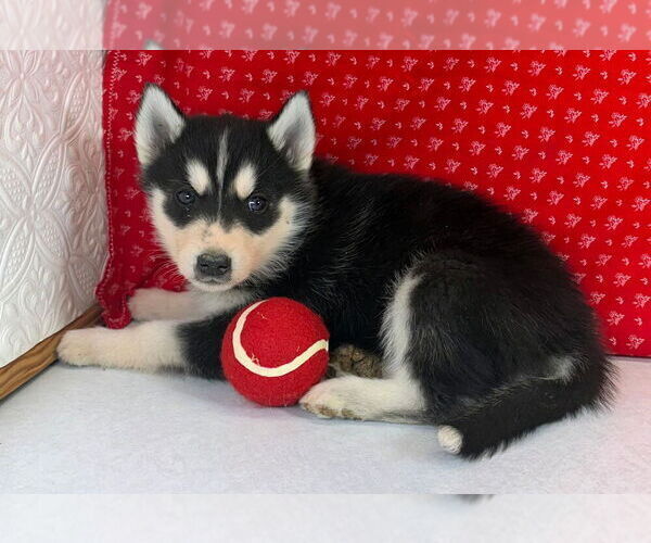 Medium Photo #1 Siberian Husky Puppy For Sale in MOUNT AYR, IA, USA