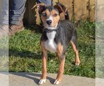 Small Photo #3 Beagle-Unknown Mix Puppy For Sale in Huntley, IL, USA