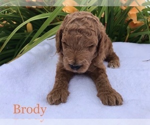Goldendoodle Puppy for sale in WOODBURN, IN, USA