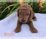 Puppy 5 Goldendoodle