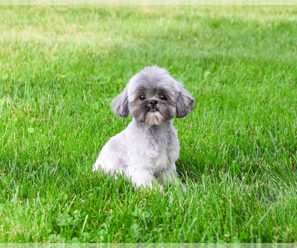 Medium Photo #1 Shih Tzu Puppy For Sale in SYRACUSE, IN, USA