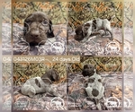 Small Photo #10 German Shorthaired Pointer Puppy For Sale in MOYIE SPRINGS, ID, USA