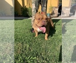 Small Photo #2 American Bully Puppy For Sale in STKN, CA, USA