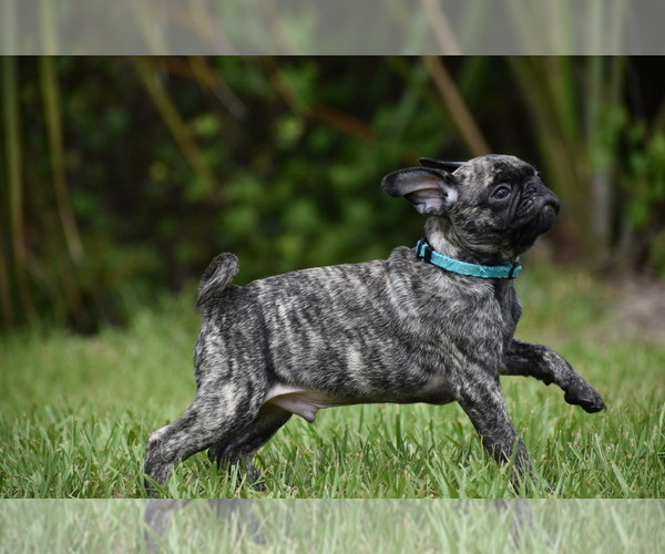 Medium Photo #4 Pug Puppy For Sale in PALM COAST, FL, USA