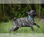 Small #3 Pug