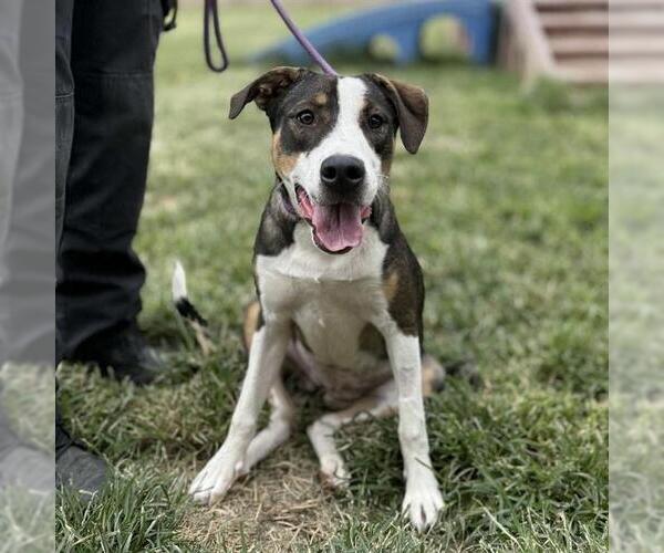 Medium Photo #1 American Foxhound Puppy For Sale in Modesto, CA, USA