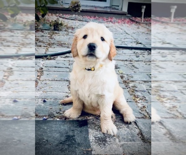 Medium Photo #1 Golden Retriever Puppy For Sale in CLOVERDALE, CA, USA