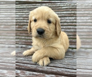 Golden Retriever Puppy for sale in PALL MALL, TN, USA