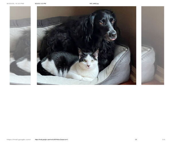 Medium Photo #3 - Mix Puppy For Sale in Curwensville, PA, USA