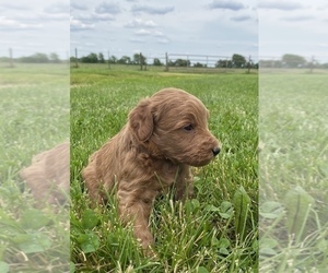 Goldendoodle (Miniature) Puppy for sale in ARCOLA, IL, USA