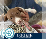 Small #4 Labrador Retriever Mix