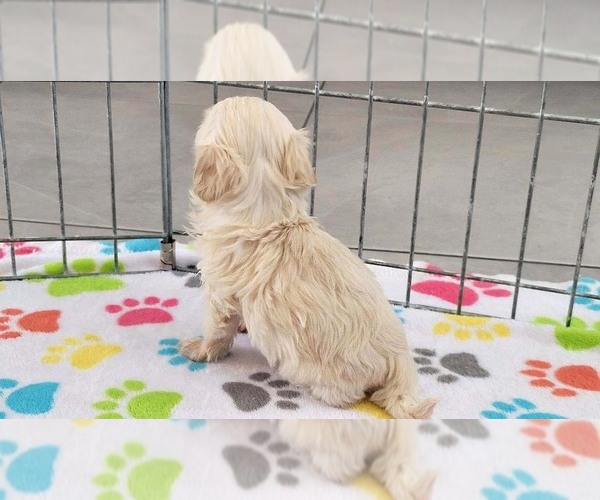 Medium Photo #5 Maltese-Poodle (Toy) Mix Puppy For Sale in ORO VALLEY, AZ, USA