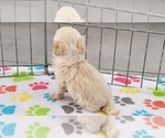 Small #4 Maltese-Poodle (Toy) Mix
