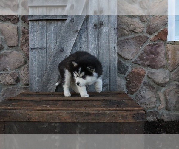 Medium Photo #3 Pomsky Puppy For Sale in WOOSTER, OH, USA