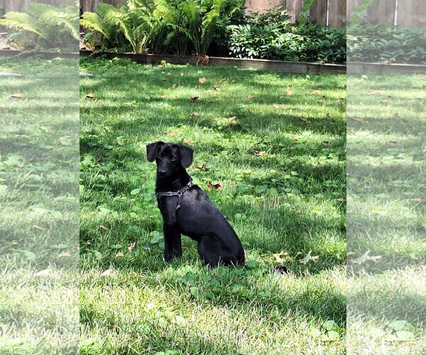 Medium Photo #2 Labrador Retriever-Unknown Mix Puppy For Sale in Plainfield, IL, USA