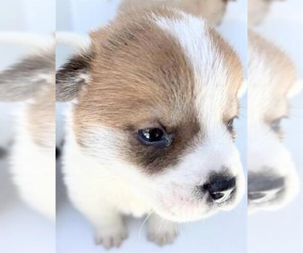 Medium Photo #1 Mutt Puppy For Sale in Houston, TX, USA