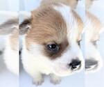 Small Mutt