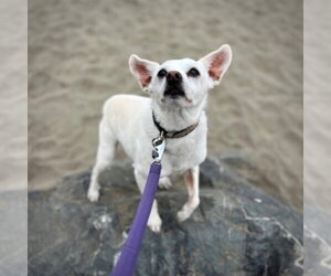 Georgie P (CA) - Male Rat Terrier-Unknown Mix Dog for Adoption - Photo #2