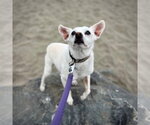 Small #1 Rat Terrier Mix