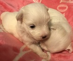 Small Photo #3 Maltese Puppy For Sale in JONESBORO, GA, USA