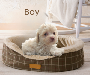 Maltipoo-Poodle (Toy) Mix Puppy for sale in PALM COAST, FL, USA