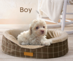 Small Photo #1 Maltipoo-Poodle (Toy) Mix Puppy For Sale in PALM COAST, FL, USA