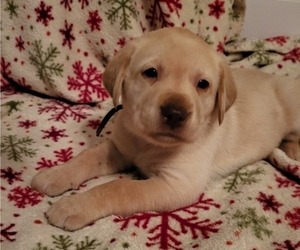 Labrador Retriever Puppy for sale in WATERLOO, NY, USA