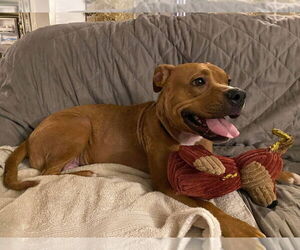 Arty - Female Boxer-Unknown Mix Dog for Adoption - Photo #5