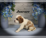 Small #9 Cavalier King Charles Spaniel
