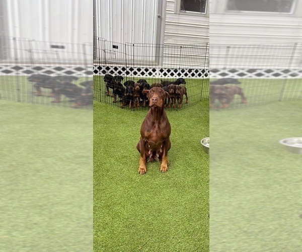 Medium Photo #1 Doberman Pinscher Puppy For Sale in LUTZ, FL, USA