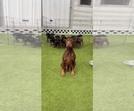 Small Photo #1 Doberman Pinscher Puppy For Sale in LUTZ, FL, USA