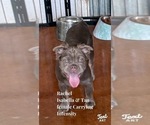 Image preview for Ad Listing. Nickname: Rachel Isabella