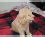 Small Photo #19 Goldendoodle Puppy For Sale in DUBLIN, TX, USA