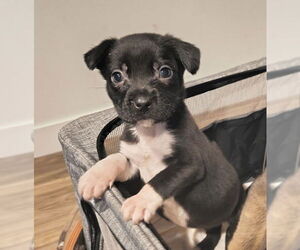 Labrador Retriever-Unknown Mix Dogs for adoption in Royal Palm Beach, FL, USA