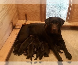 Mother of the Labrador Retriever puppies born on 11/02/2023