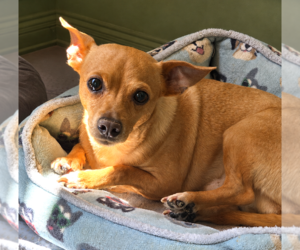 Chihuahua Dogs for adoption in Fallbrook, CA, USA