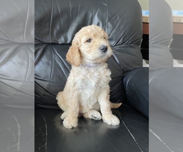 Medium Photo #2 Goldendoodle Puppy For Sale in NAPERVILLE, IL, USA