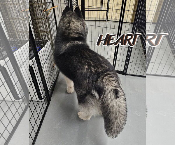 Medium Photo #4 Siberian Husky Puppy For Sale in Severn, MD, USA