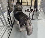 Small #3 Siberian Husky