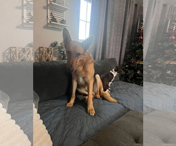 Medium Photo #2 German Shepherd Dog Puppy For Sale in Polson, MT, USA