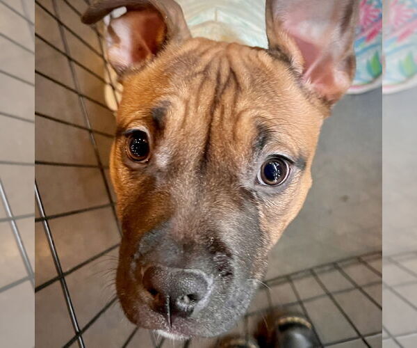 Medium Photo #5 Boxer-Unknown Mix Puppy For Sale in Holly Springs, NC, USA