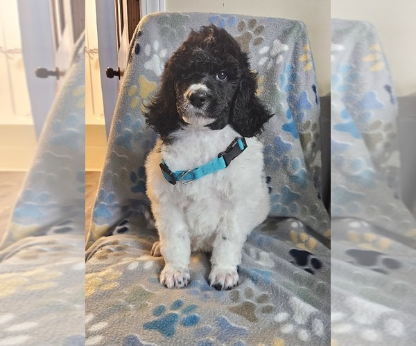 Medium Photo #6 Poodle (Standard) Puppy For Sale in HAVANA, IL, USA