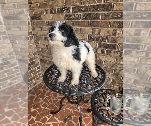 Medium Photo #9 Pyredoodle Puppy For Sale in BIRMINGHAM, AL, USA