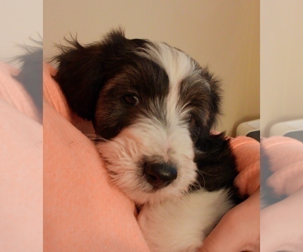 Medium Photo #2 Cadoodle Puppy For Sale in PERU, IN, USA