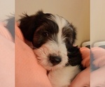 Small #1 Cadoodle