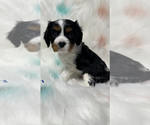 Puppy Puppy 2 Ace Cavalier King Charles Spaniel