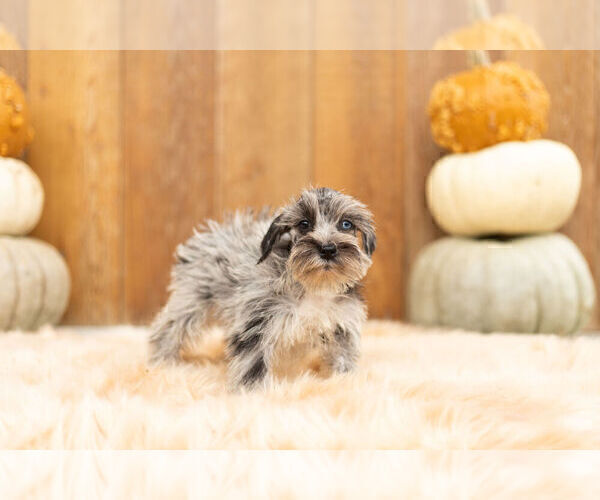 Medium Photo #4 Schnauzer (Miniature) Puppy For Sale in WARSAW, IN, USA
